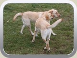 Esme und Karla auf unserem Flugplatz.