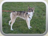 Sehr schöne schlanke Husky-Hündin.